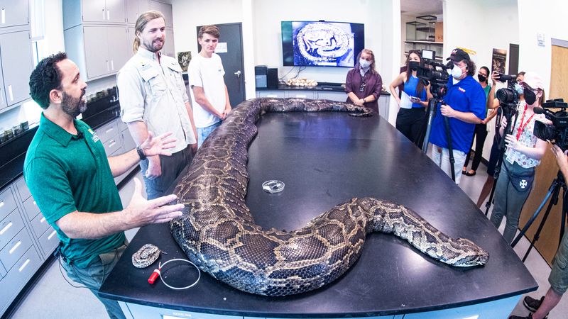 Florida's Burmese Python