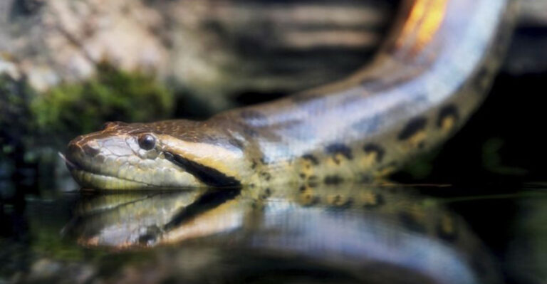 The 10 Biggest Snakes Ever Spotted In Each State (And 5 Smallest Snakes In The US)