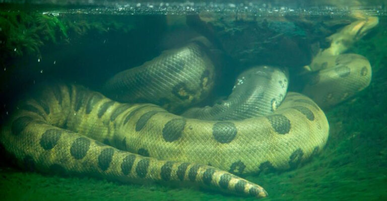 The 10 Most Dangerous Rivers In The World, Home To Lethal Wildlife