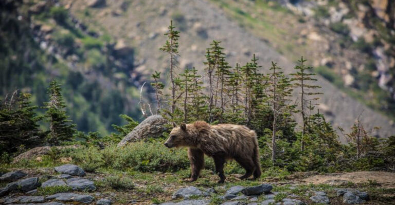 The 10 States Where Grizzly Bears Still Roam Wild