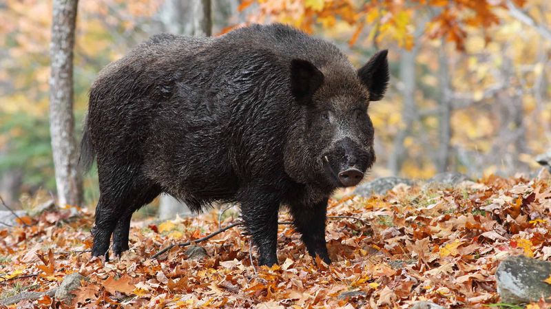 The 900-Pound Wild Boar – Alabama