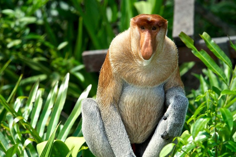Proboscis Monkey