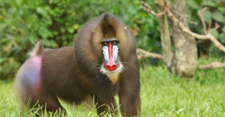 The 11 Largest Primates In The World By Weight