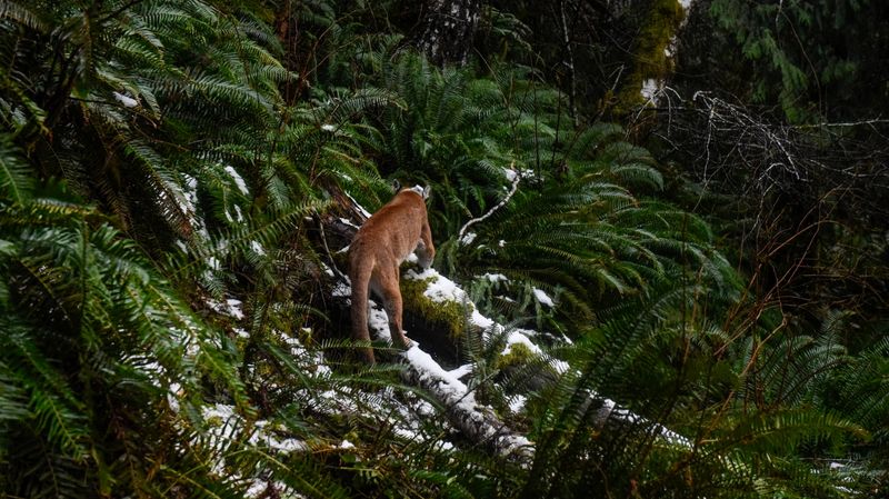 Olympic Peninsula's Rainforest Valleys