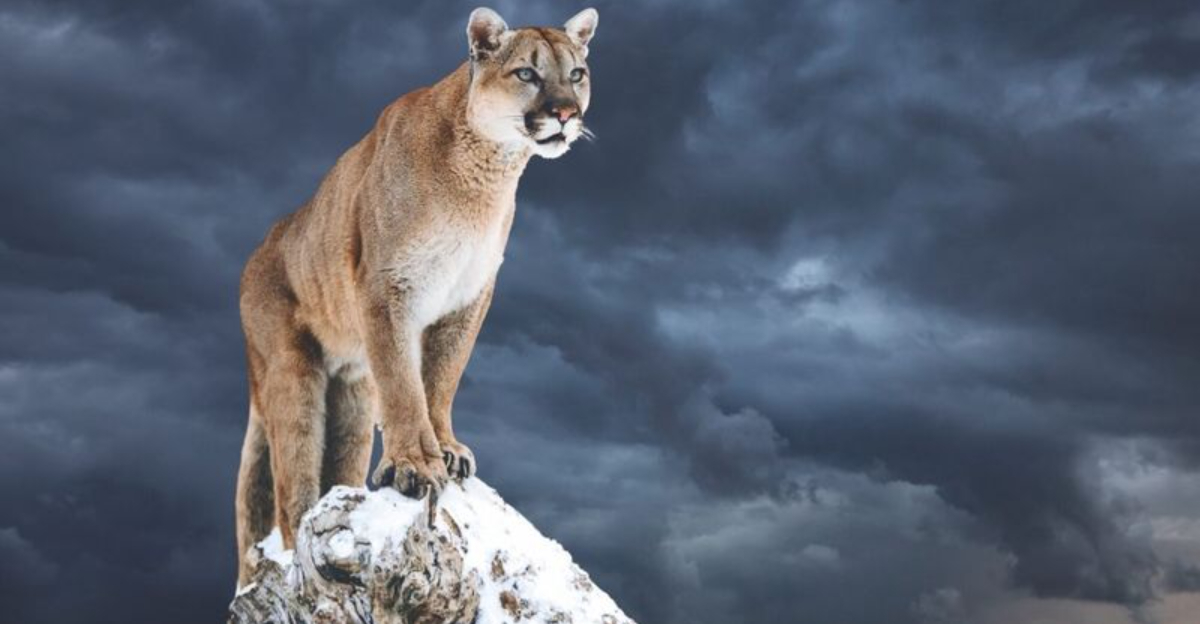 The 11 Most Isolated Spots In North America Where Mountain Lions Are Making A Comeback