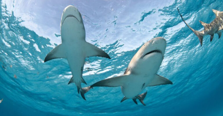 The 12 U.S. States With The Highest Number Of Shark Sightings Each Year