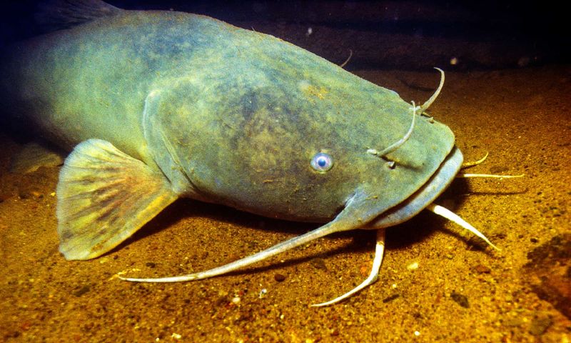 Flathead Catfish: The River Monster
