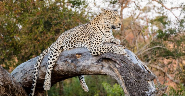 The 14 Most Dangerous Cats In The World, Ranked