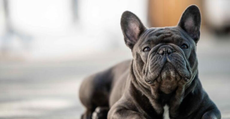 The 15 Costliest Dog Breeds To Care For