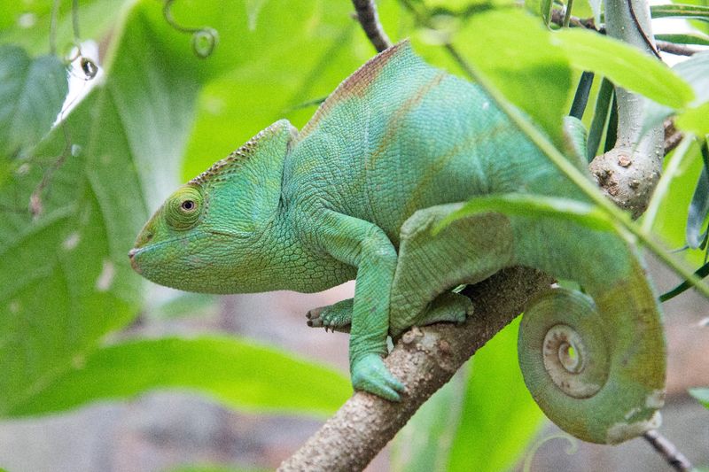 Parson's Chameleon