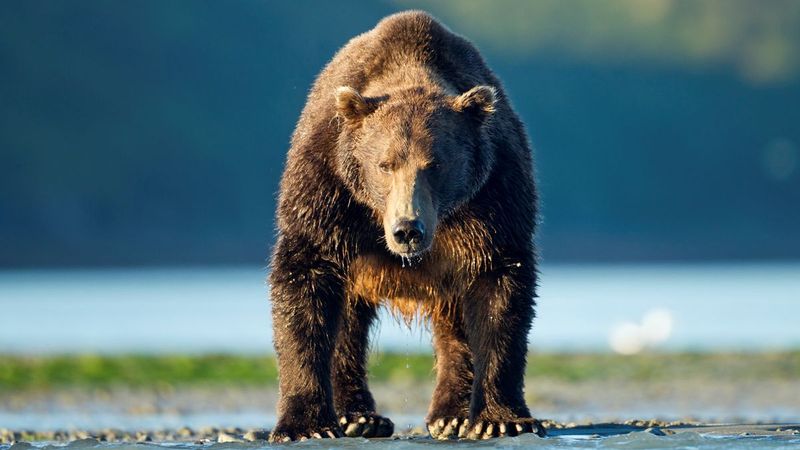 Grizzly Bears