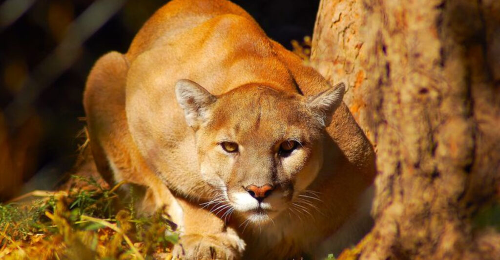 Shy And Secluded: Meet The 14 Most Introverted Animals In Nature