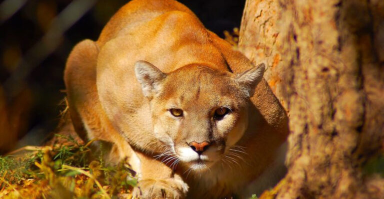The 15 Most Dangerous Animals Found In U.S. National Parks