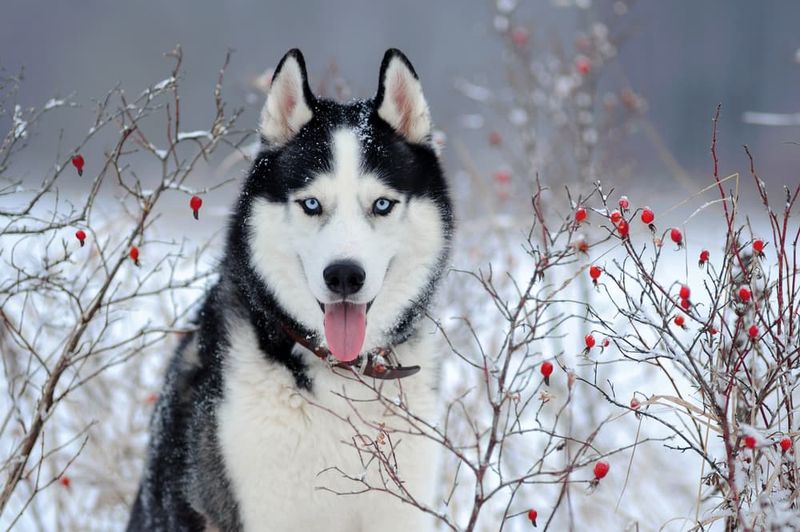 Siberian Husky: Wolf-Like Hunters