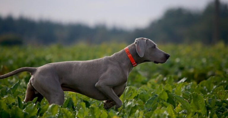 The 15 Most Predatory Dog Breeds