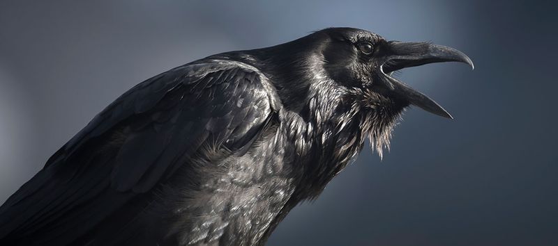 Ravens: Nature's Problem Solvers