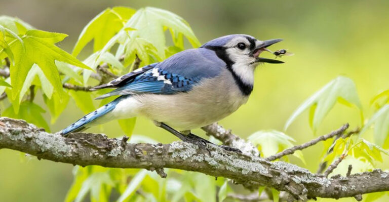 The 15 Smartest Bird Species In America