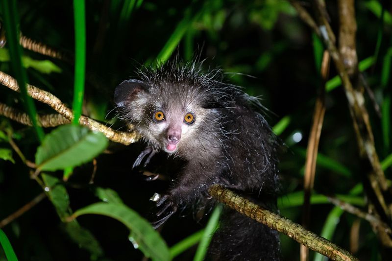Aye-Aye: The Tap-Tap Terror