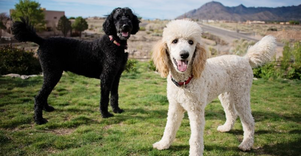 The 16 Easiest Dog Breeds To House Train