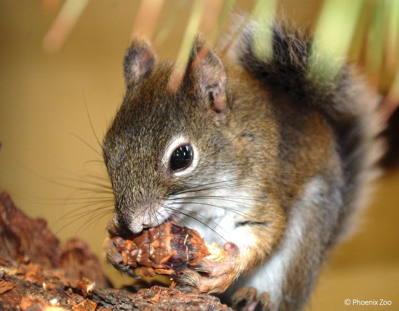 Mount Graham Red Squirrel