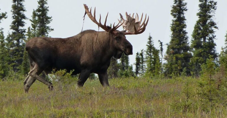 The 20 Strongest Animals That Roam The United States