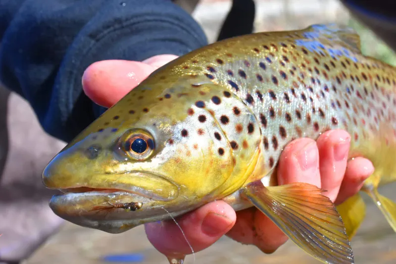 The 41-Pound Rainbow Trout From Flaming Gorge