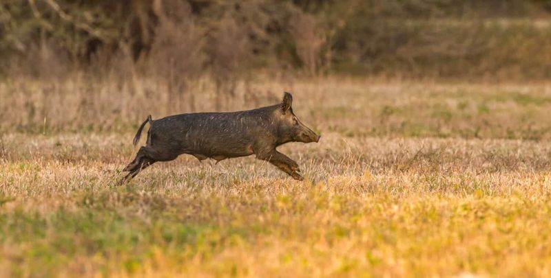 The 50-Pound Wild Boar – Florida