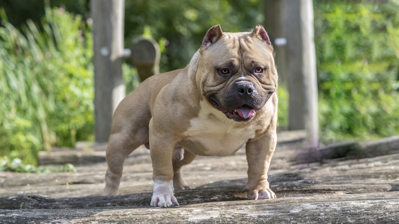 American Bully Standard: The Original Blueprint