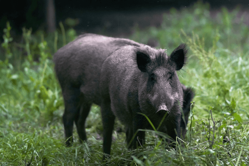 The 55-Pound Wild Boar – Arkansas