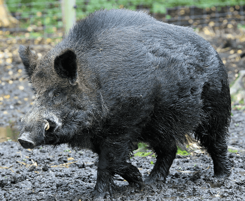 The 60-Pound Wild Boar – Alabama