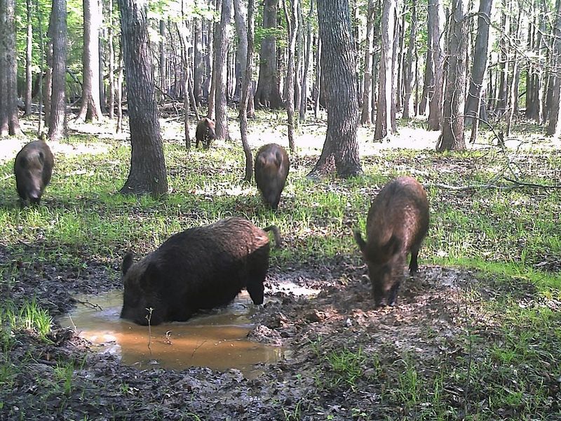 The 65-Pound Wild Boar – Georgia