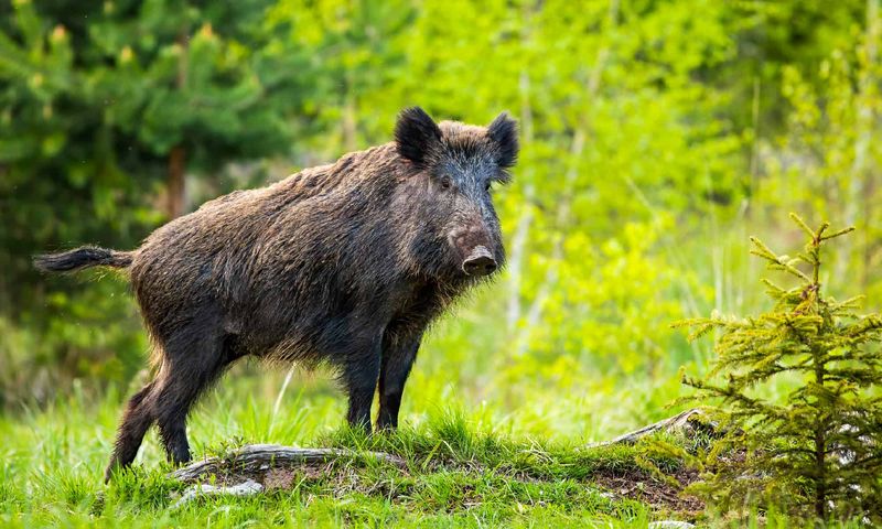 The 70-Pound Wild Boar – Louisiana