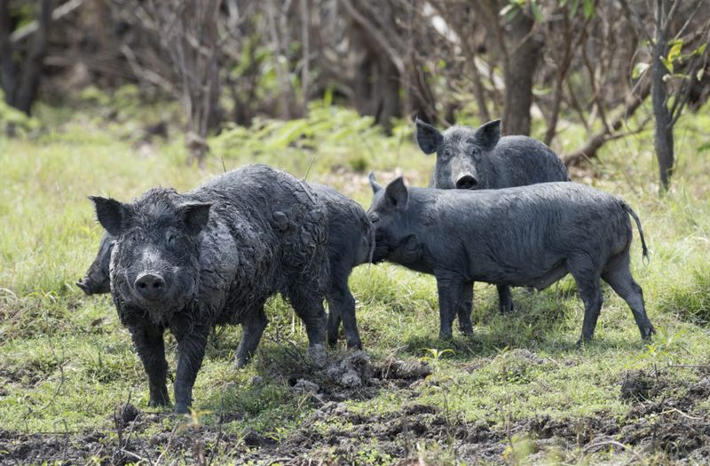The 75-Pound Wild Boar – Mississippi