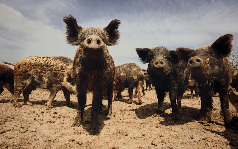 The 45-Pound Wild Boar – Texas