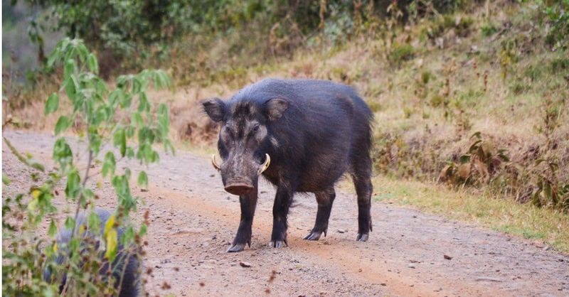 The 710-Pound Wild Boar – Louisiana