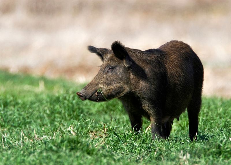 The 730-Pound Wild Boar – Mississippi