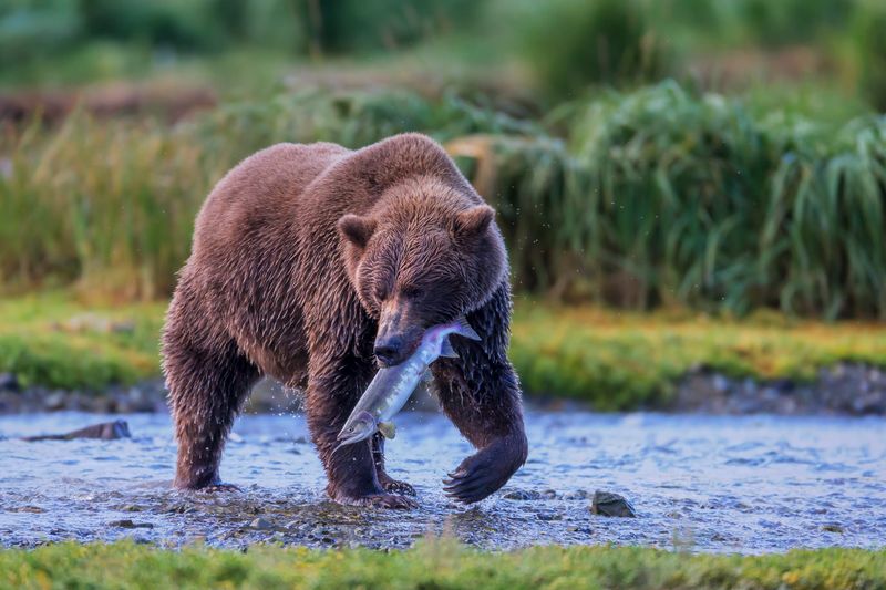 Grizzly Bear