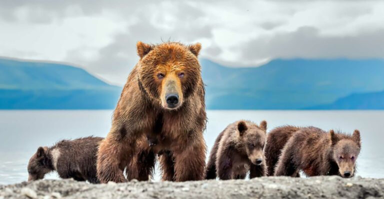The 8 Bear Species And 7 Rare Subspecies Roaming Across Four Continents Today