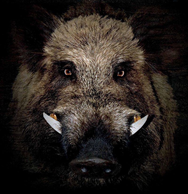 The 775-Pound Wild Boar – Texas