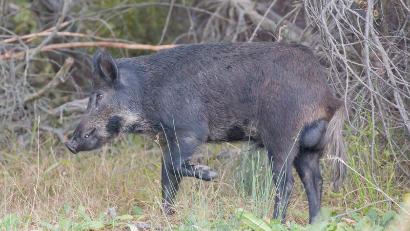 The 800-Pound Wild Boar – Florida