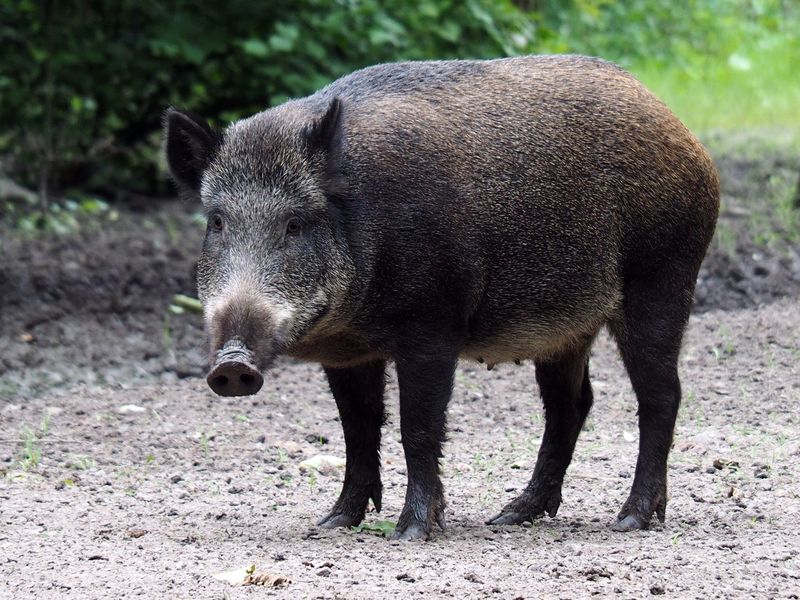 The 850-Pound Wild Boar – Arkansas