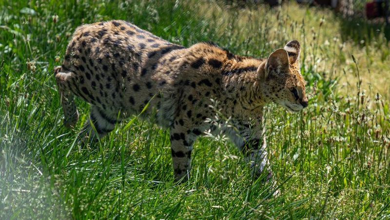 Snake-Like Grass Stalking