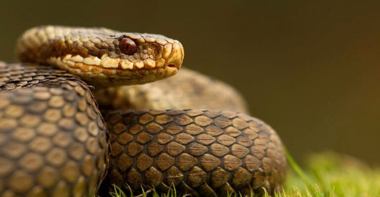 The Adder: 12 Fascinating Facts About Britain’s Only Venomous Snake