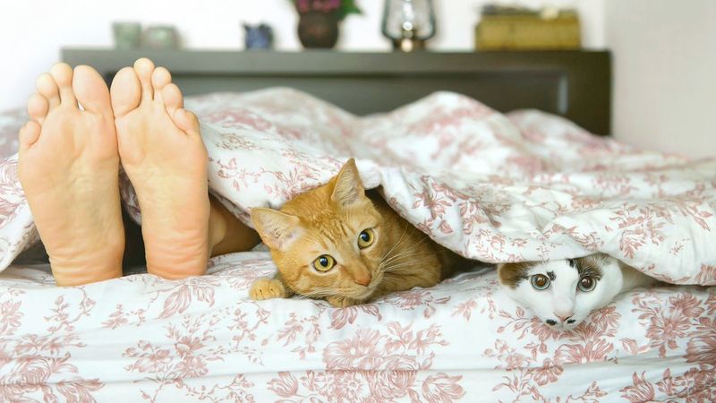 The Playful Pouncer