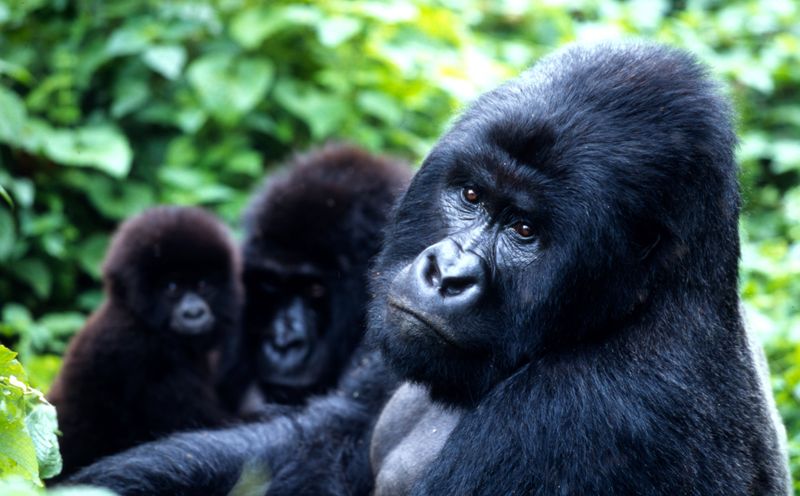 Mountain Gorillas Making A Comeback
