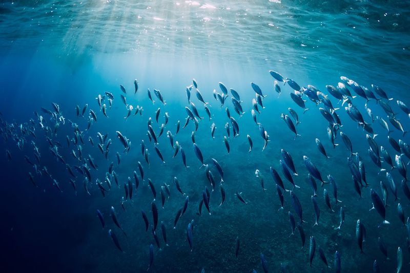 World Tuna Day Celebration