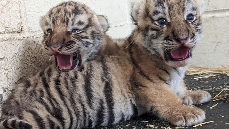 Unique Features Of Amur Tiger Cubs