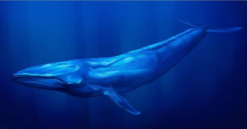 The Blue Whale's Heart-Stopping Size