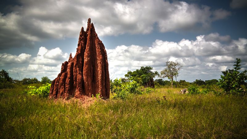 The Termite Skyscraper Architects