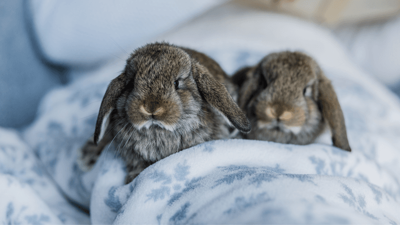 The Winter Nap Expansion